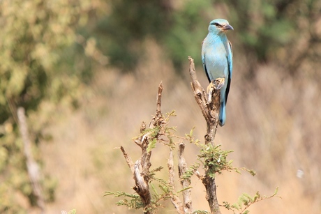 Birds - European Roller