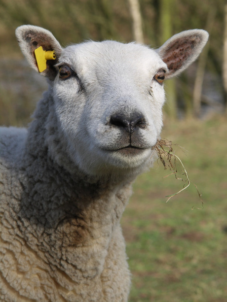 Poserend schaap