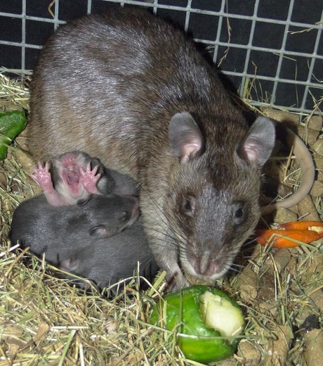 Gambia Hamster-rat met 3 jonkies, waarvan er eentje gaapt, 4 april 2014.