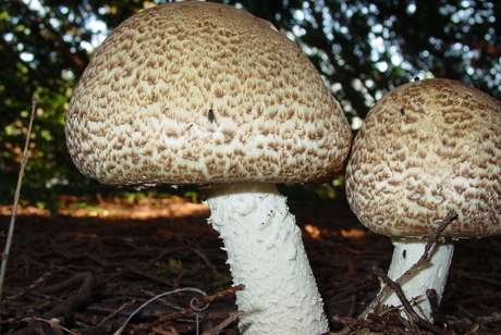 Stille voorbode van de herfst