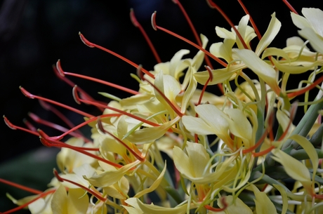 Bloemen op de azoren. Geen idee wat het is.