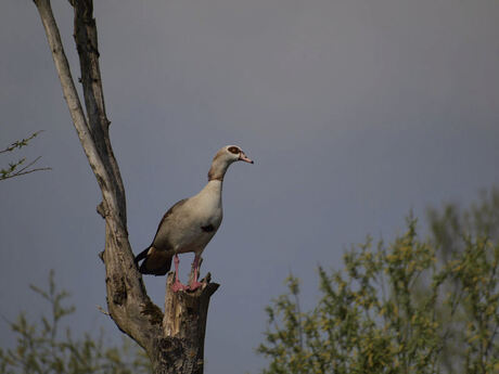 Hoog en droog