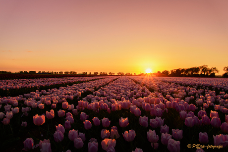 Tulpen uit Gelderland
