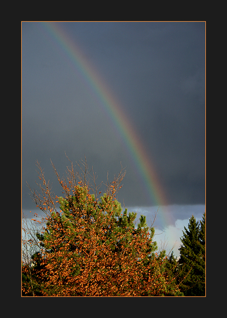 Regenboog