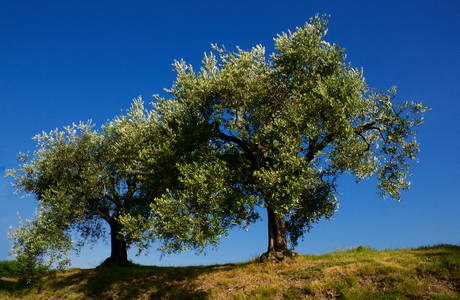 Torbiere di Sebino Iseo olijfbomen 2