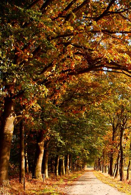 Herfstlaantje in Swalmen