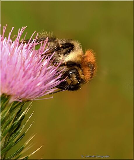 Hommel