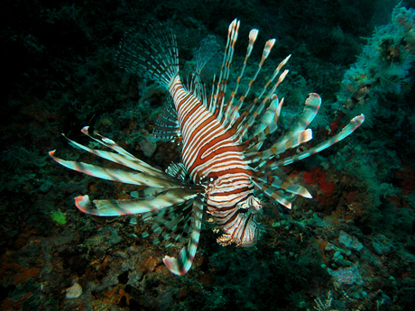 Lion Fish