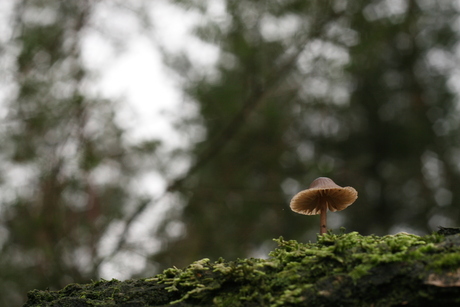 Eenzaam paddenstoeltje