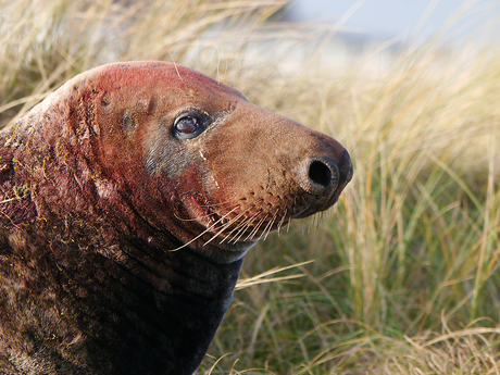 Portret van een grijze zeehond