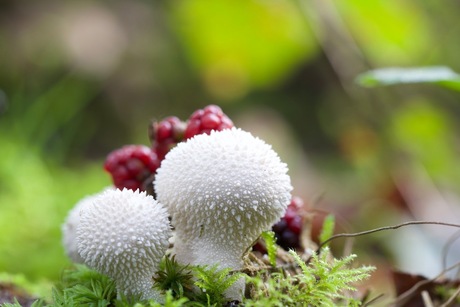 Witte paddenstoeltjes