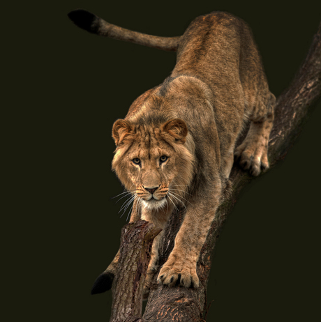 Two-tailed lion