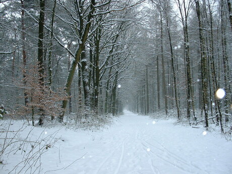 Laantje in het bos