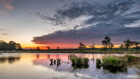 Dwingelderveld