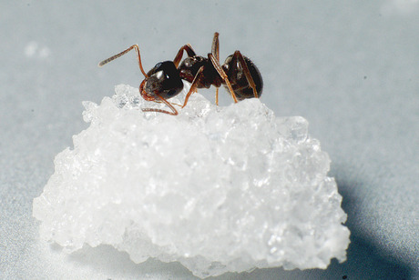 suiker en de mier