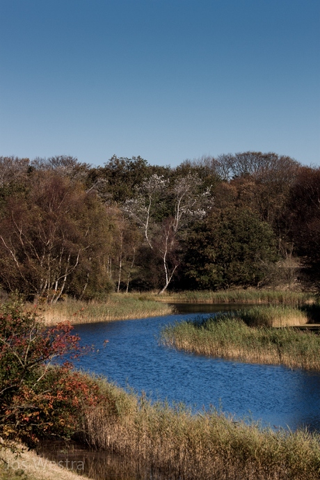 Wandeling bij Vogelenzang (NH).jpg
