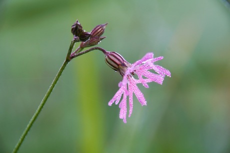 Bloem in de Krimpenerwaard