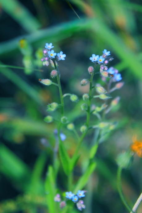 Blauw bloemetje