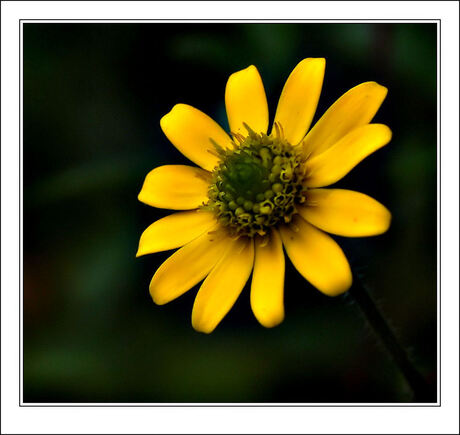 Yellow Flower