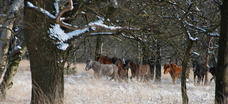 Wilde paarden in de Kampina