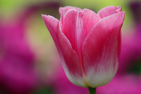 Bokeh Tulp