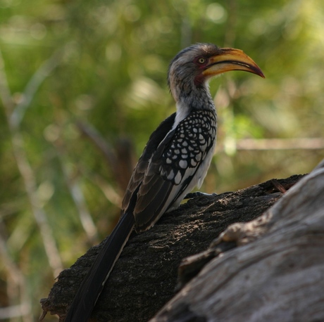 Geelbekneushoornvogel