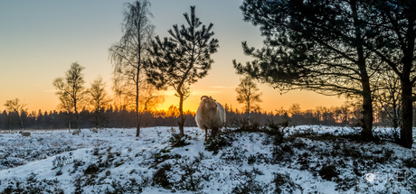 King of the hills!