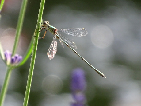 libelle op lavendel