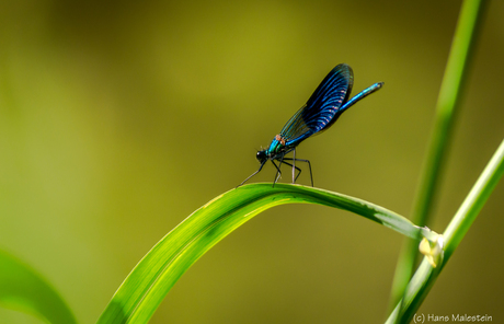 Libelle aan de waterkant - paradijsbos Barneveld