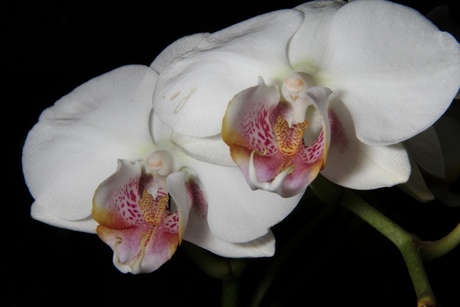 orchidee