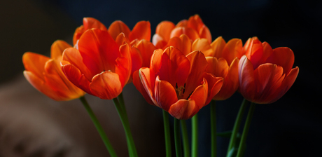 Tulpen