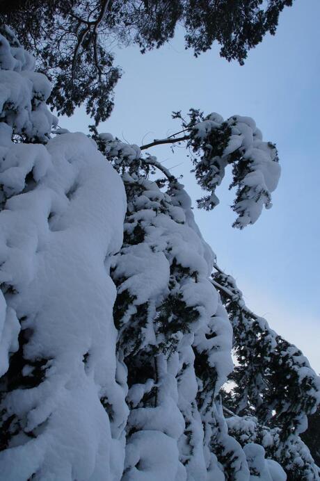 sneeuw op bomen in Bokrijk