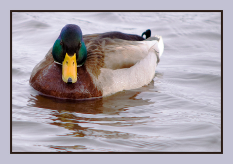 Floating Duck