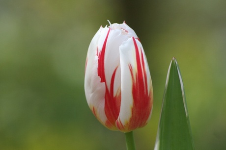 Tulp