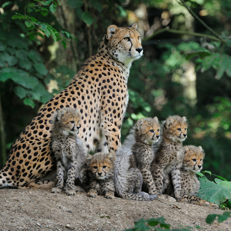 Burgers'Zoo jonge Cheetah's