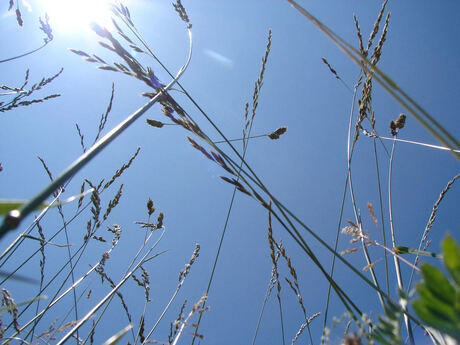 Lekker liggend in het gras