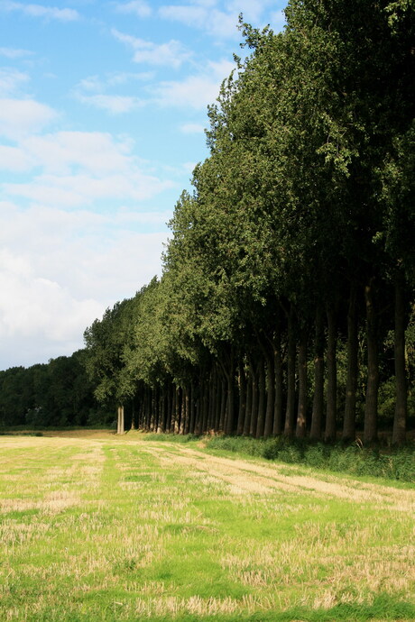 Weiland aan de rand van bebosing