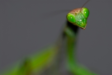 Europese bidsprinkhaan