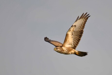 buizerd