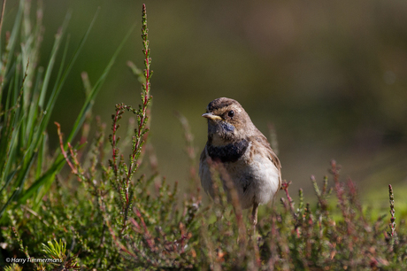 De (Adel)blauwborst