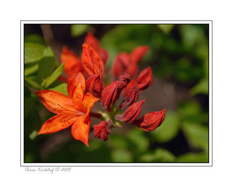 Rhododendron