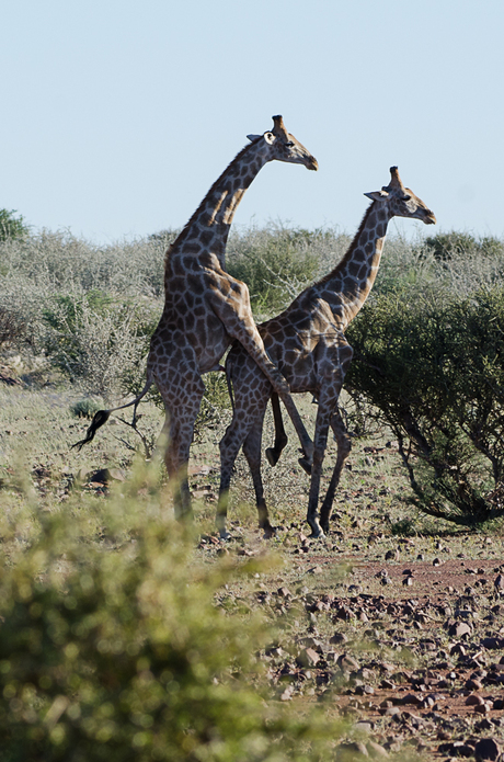 Parende giraffen