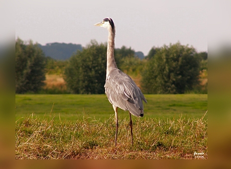 Reiger................................