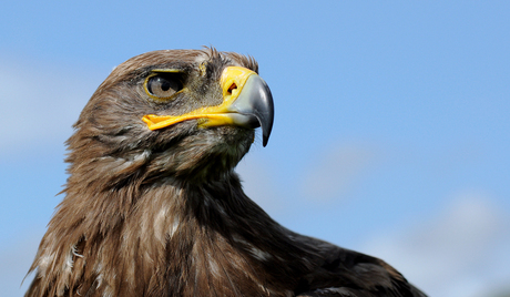 Buizerd