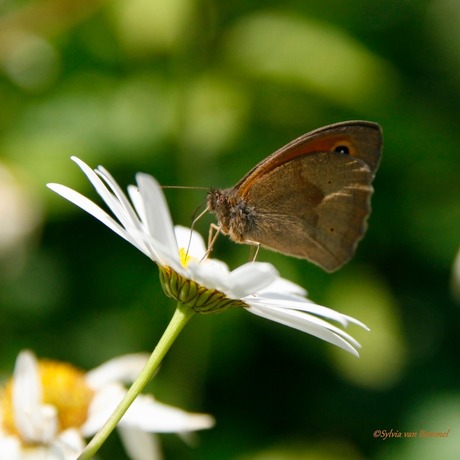 On a flower