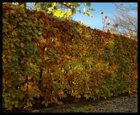 Herfstkleuren