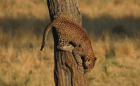 Luipaard klimt uit een boom