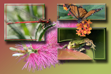 Natuur collage