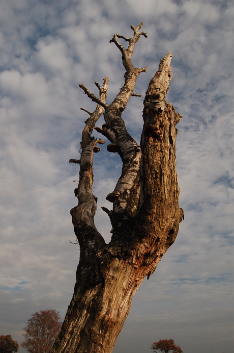 Dode boom in de lucht