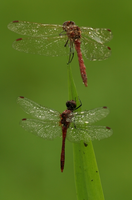 bloedrode heidelibel